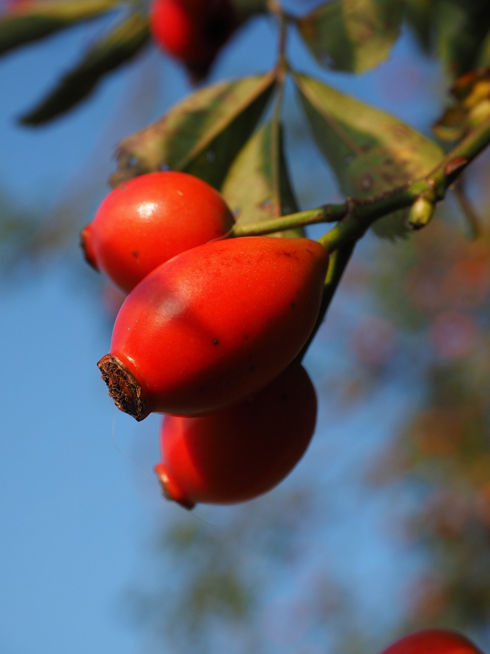 a bunch of red berries hanging from a tree, a photo, by Jan Rustem, photo of a rose, blue sky, amber, smooth.sharp focus