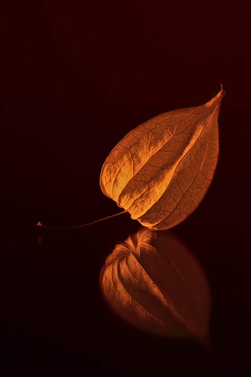 a close up of a leaf on a table, by Simon Gaon, art photography, red orange lighting, detailed reflection, still life photo of a backdrop, medium format. soft light