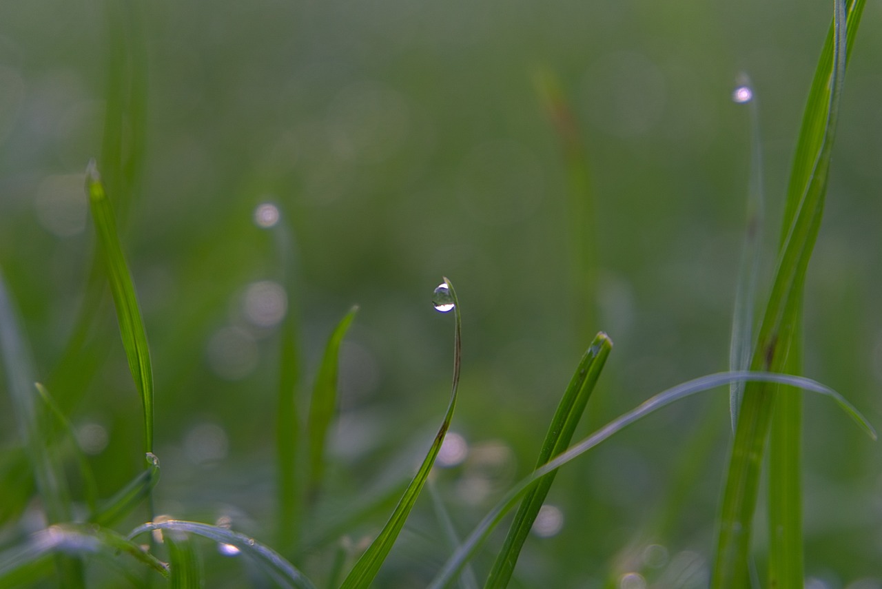 a single white flower sitting on top of a lush green field, a macro photograph, minimalism, ultra detailed rain drops, standing in the grass at sunset, crystal refraction of light, 8k 50mm iso 10