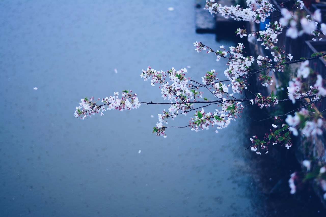 a tree with white flowers next to a body of water, a picture, by Shi Rui, unsplash, shin hanga, it\'s raining, blue and pink, spring season city, bird's view