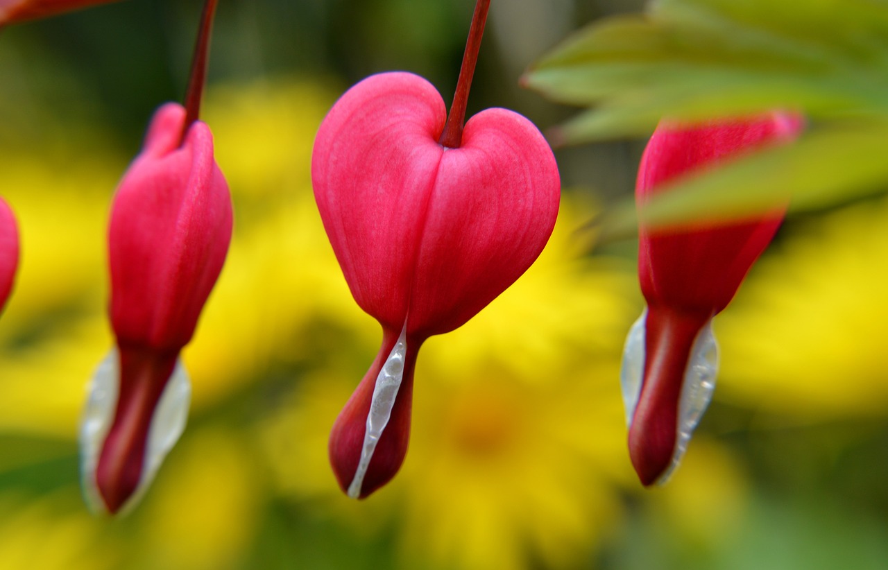 a close up of a bunch of flowers with yellow flowers in the background, a macro photograph, by Robert Brackman, forming a heart with their necks, red hearts, hanging gardens, fuchsia