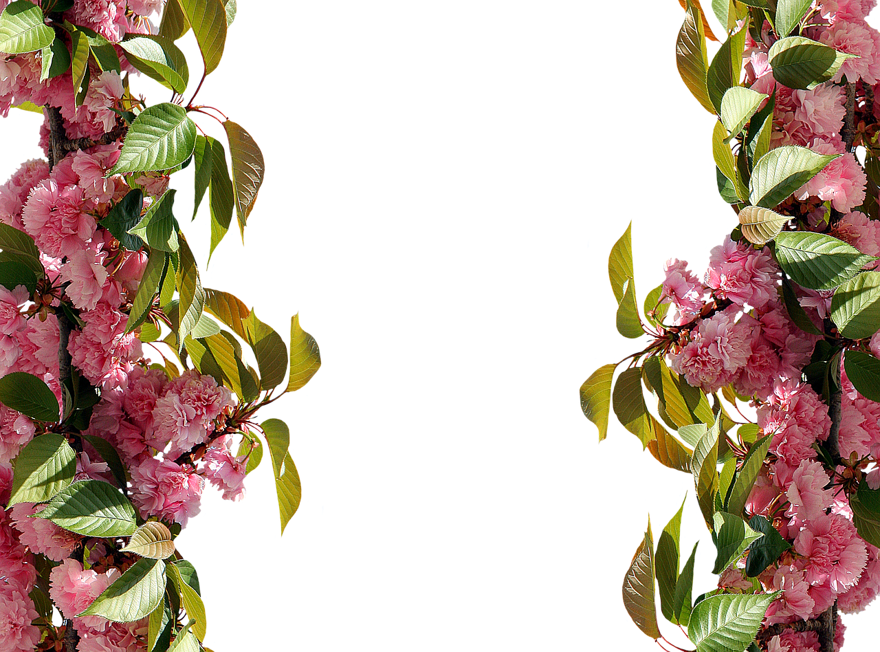 a frame of pink flowers with green leaves, a digital rendering, inspired by Jacopo Bassano, baroque, sakura season dynamic lighting, the background is black, viewed in profile from far away, image split in half