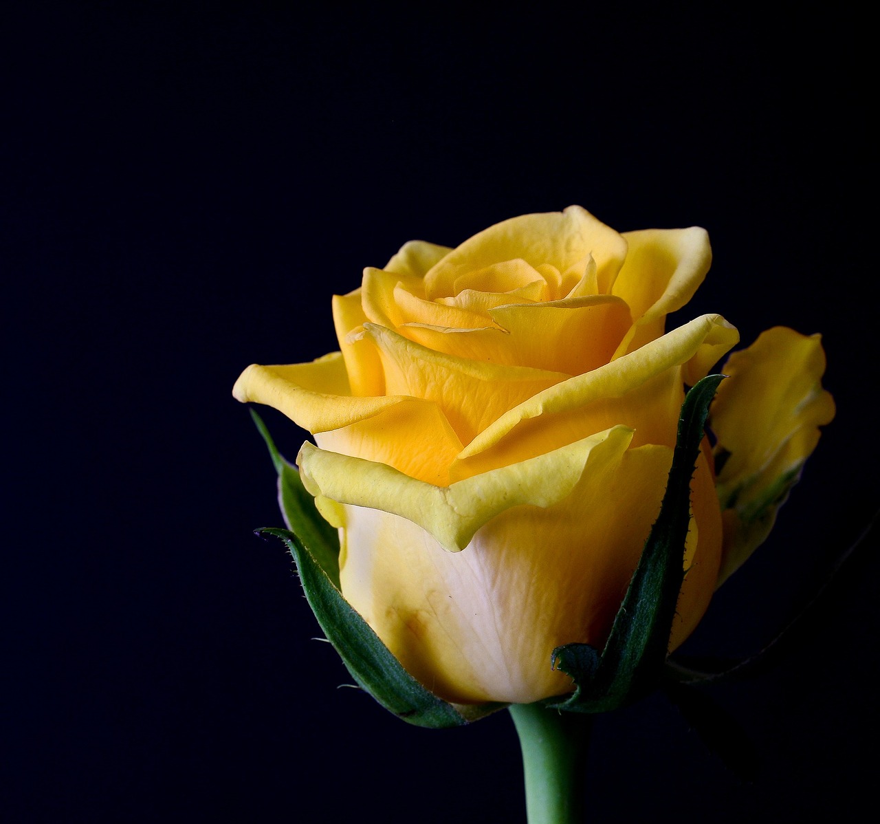 a close up of a yellow rose on a black background, romanticism, beautiful flower, highly detailed product photo