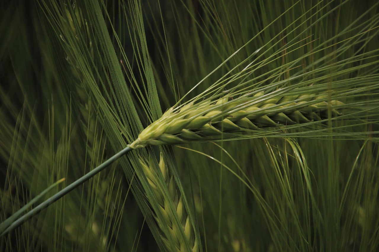 a close up of a stalk of wheat, by Robert Brackman, symbolism, green mane, mathematical, sharp depth of field, malt