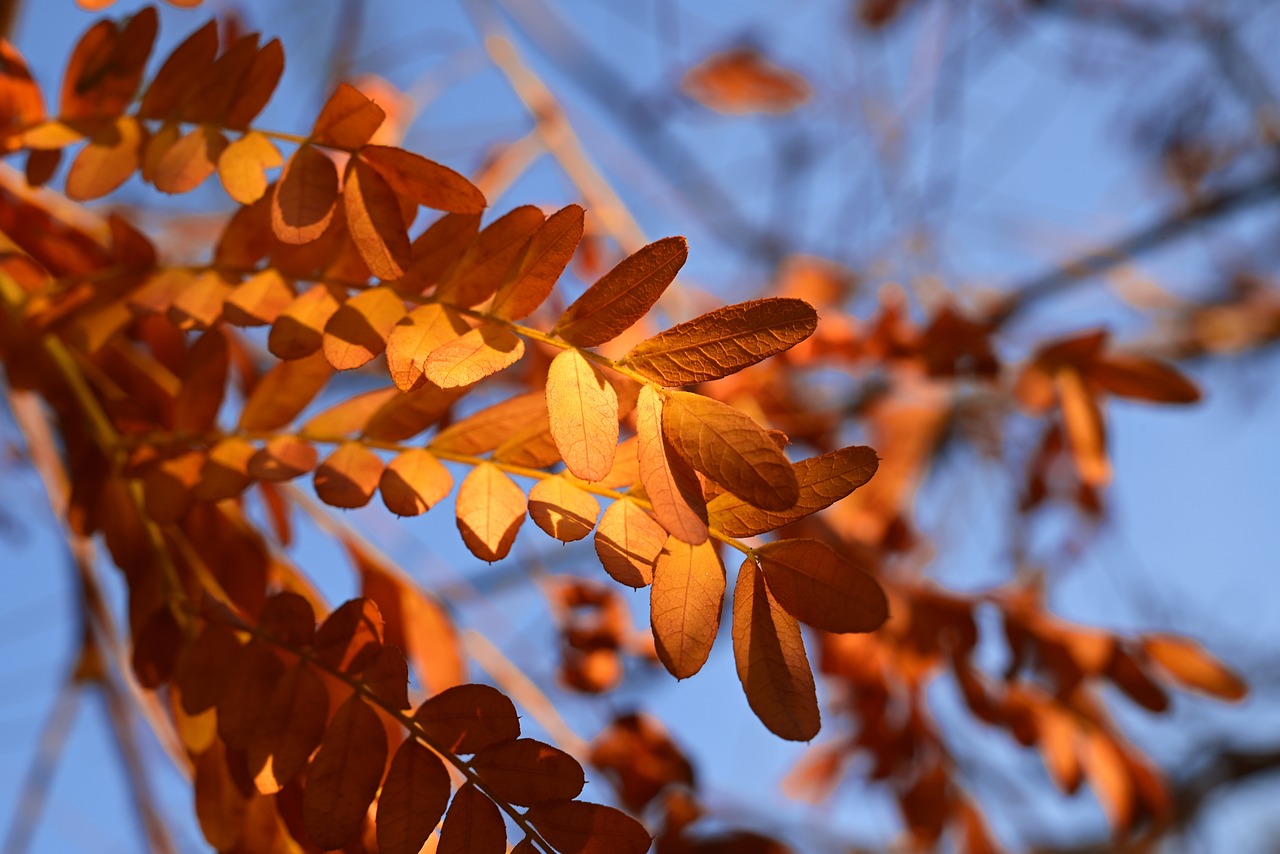 a close up of some leaves on a tree, by Jan Rustem, shutterstock, fine art, orange neon backlighting, blue sky, stock photo, red and golden color details