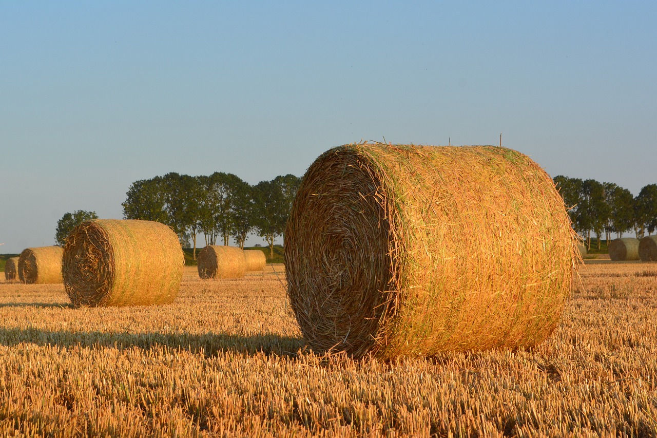 hay bales in a field with trees in the background, a picture, shutterstock, hull, late summer evening, b - roll, h 7 6 8