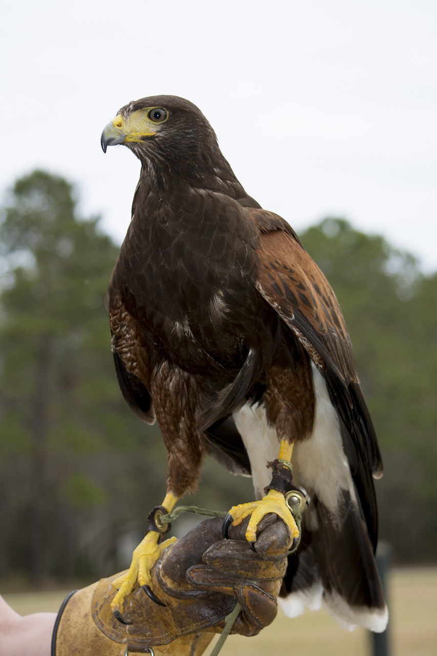 a close up of a person holding a bird of prey, hurufiyya, standing triumphant and proud, florida, high res photo, on a pedestal