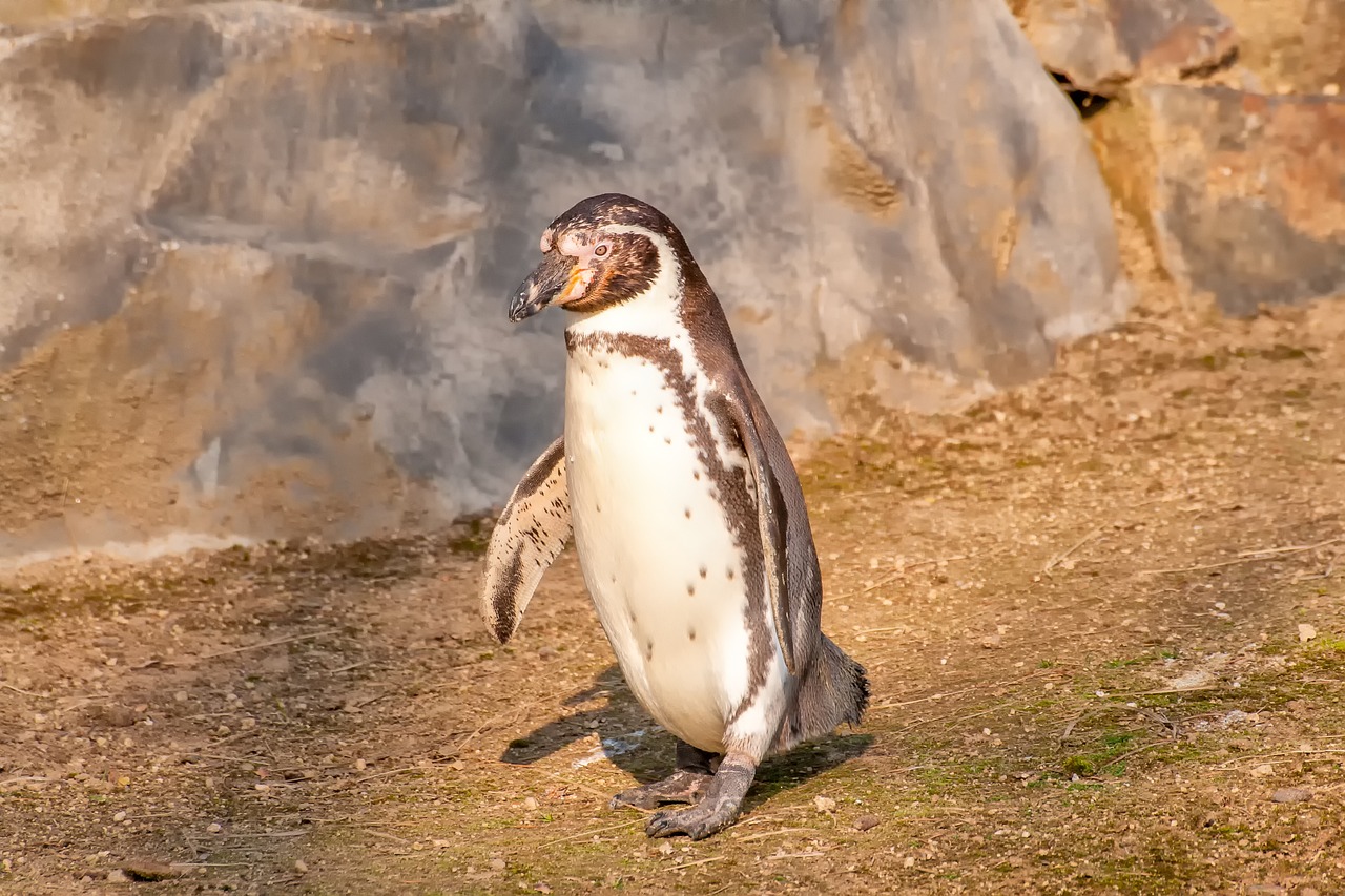 a penguin standing in front of a rock wall, a portrait, figuration libre, full - length photo, happy wise. he has bouncy belly, in the zoo exhibit, museum quality photo