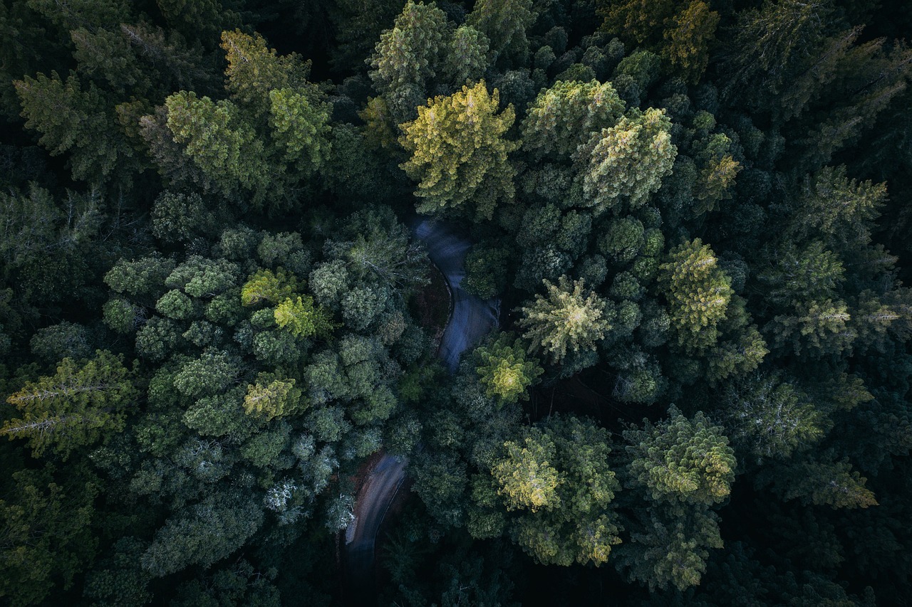 a river running through a lush green forest, a picture, by Sebastian Spreng, unsplash contest winner, hurufiyya, dji top down view, forest in the morning light, road in a forest road, 4k/8k