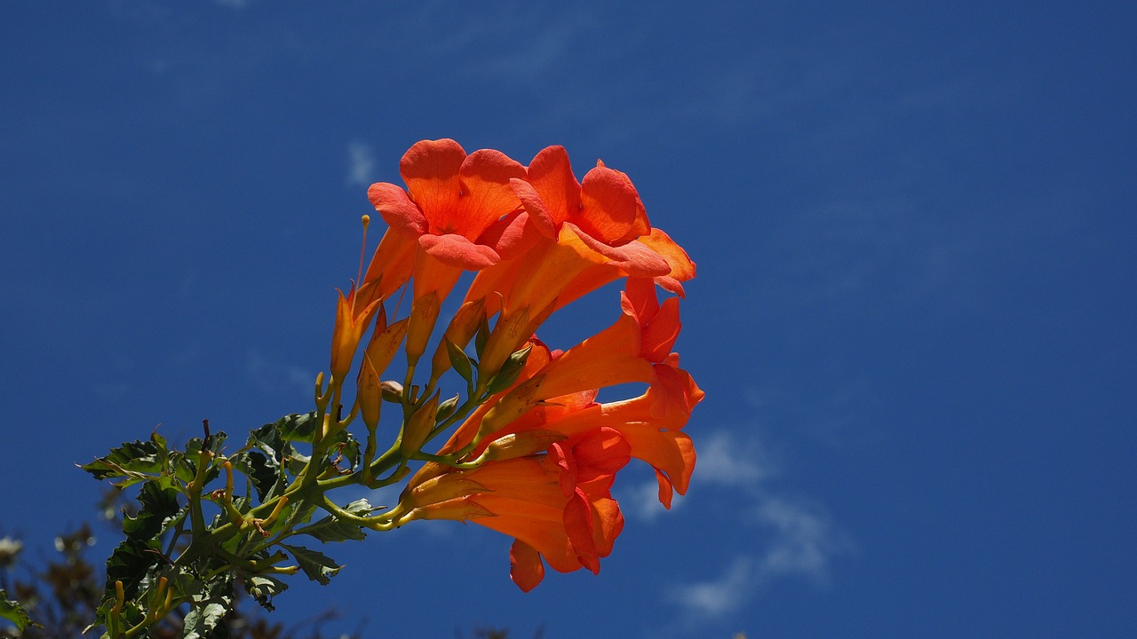 a close up of a flower with a blue sky in the background, by Anna Haifisch, flickr, hurufiyya, samburu, firey, bougainvillea, beautiful flower
