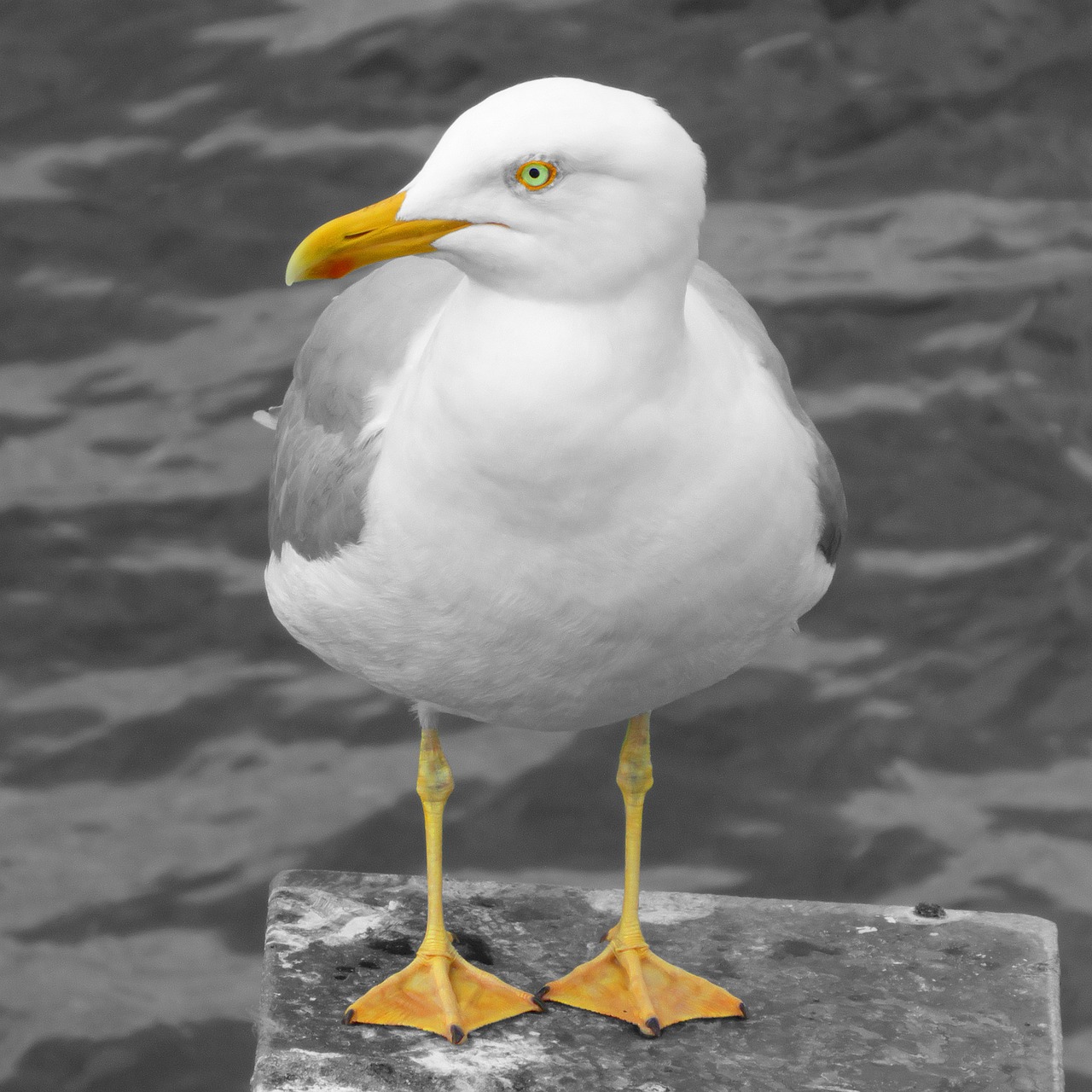 a black and white photo of a seagull, inspired by Paul Bird, colored accurately, silver eyes full body, yellow beak, high res photo