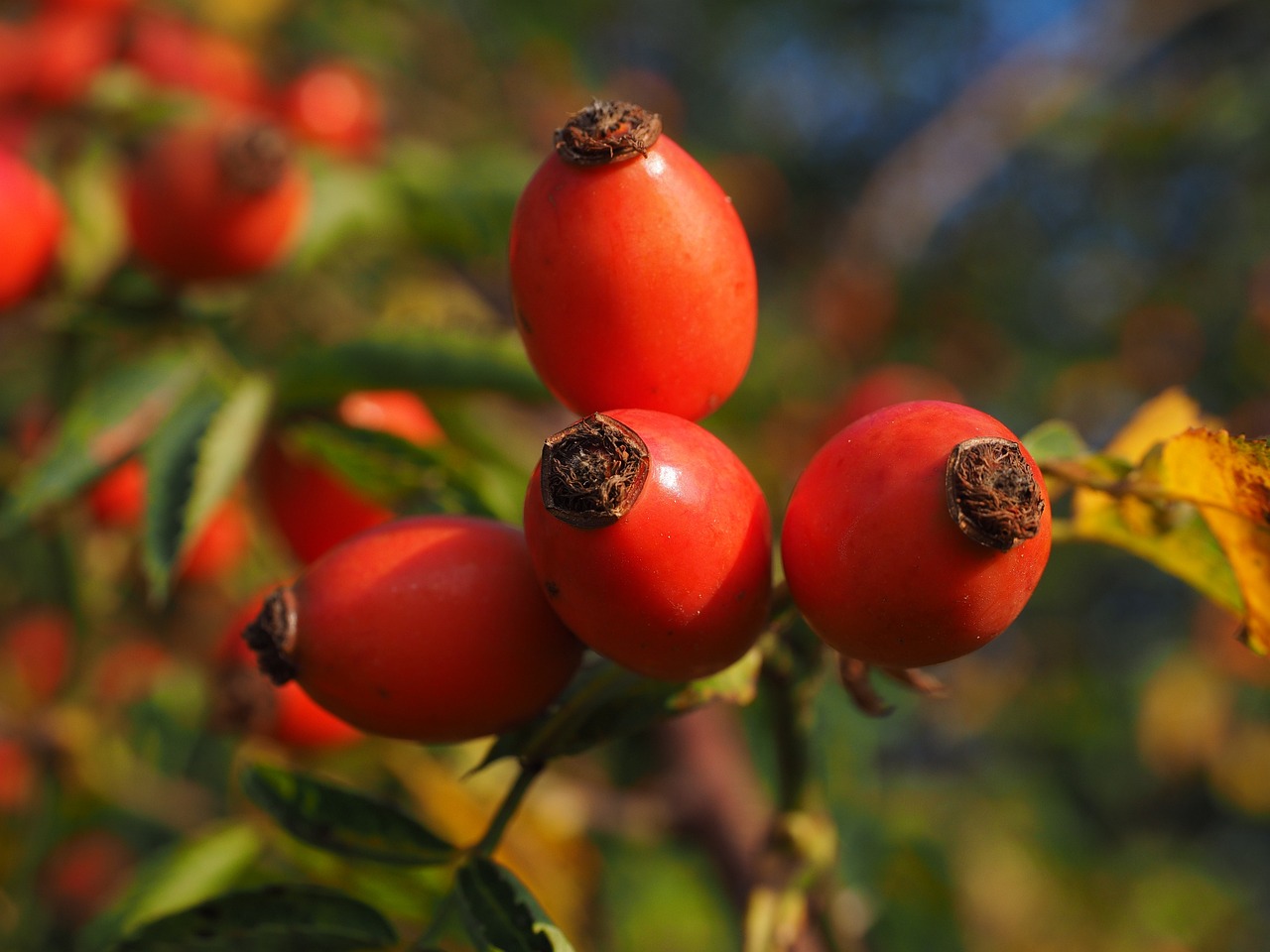 a close up of a bunch of fruit on a tree, romanticism, red rose, istockphoto, autumn color, goat