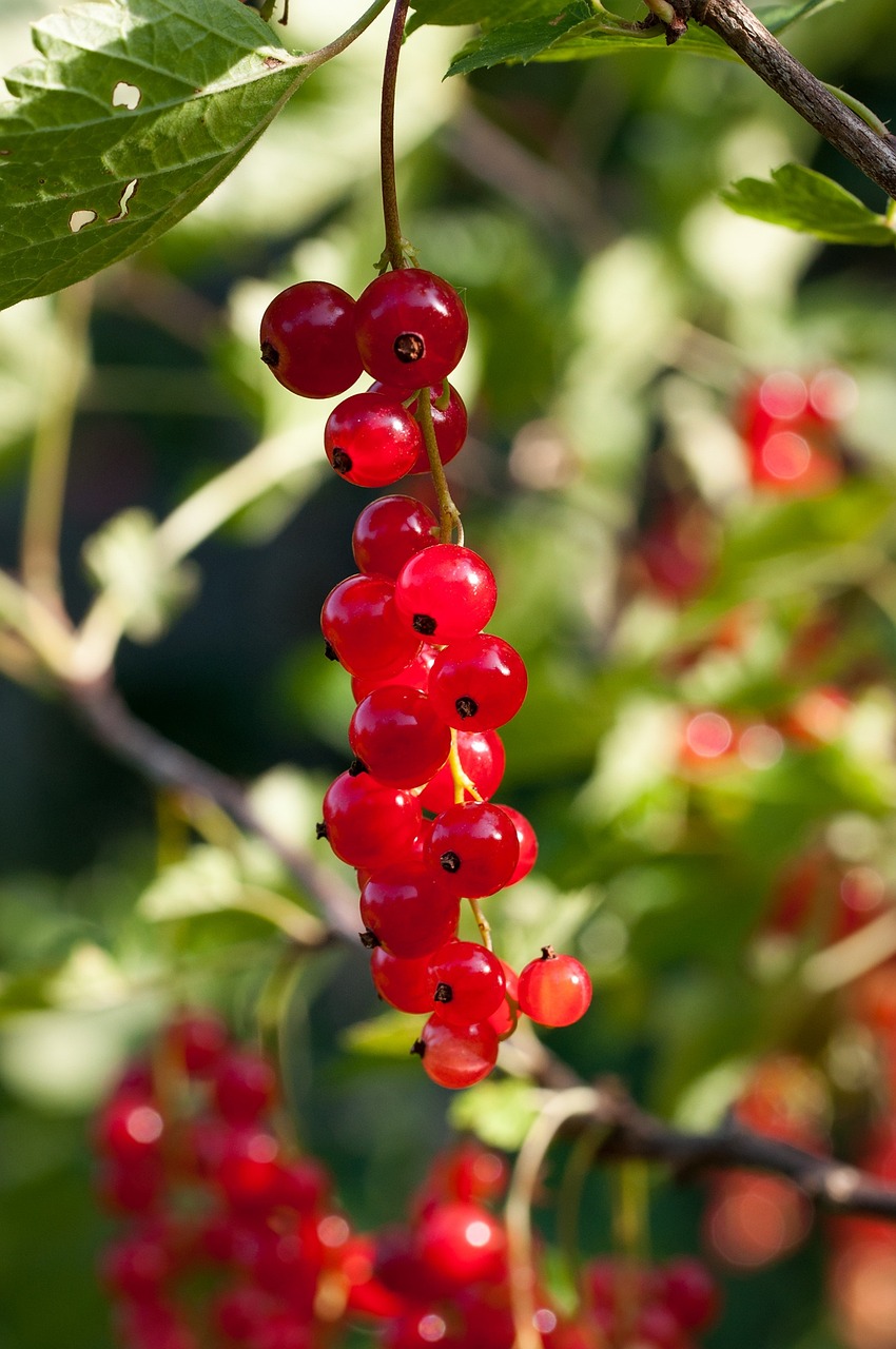 a bunch of red berries hanging from a tree, a picture, by Dietmar Damerau, shutterstock, avatar image, red - cheeks!!, pillar, 💣 💥