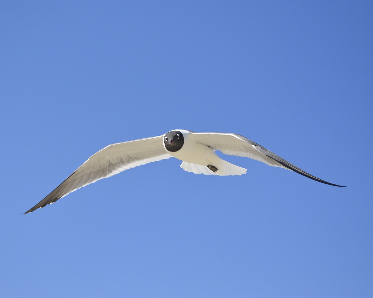 a bird that is flying in the sky, a picture, by David Budd, open eye freedom, on a sunny day, with a white muzzle, portlet photo
