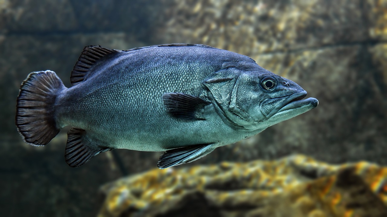 a close up of a fish in an aquarium, a picture, by Greg Rutkowski, trending on pixabay, photorealism, incredibly detailed atlantic cod, gray mottled skin, with a blue background, big bass fishing