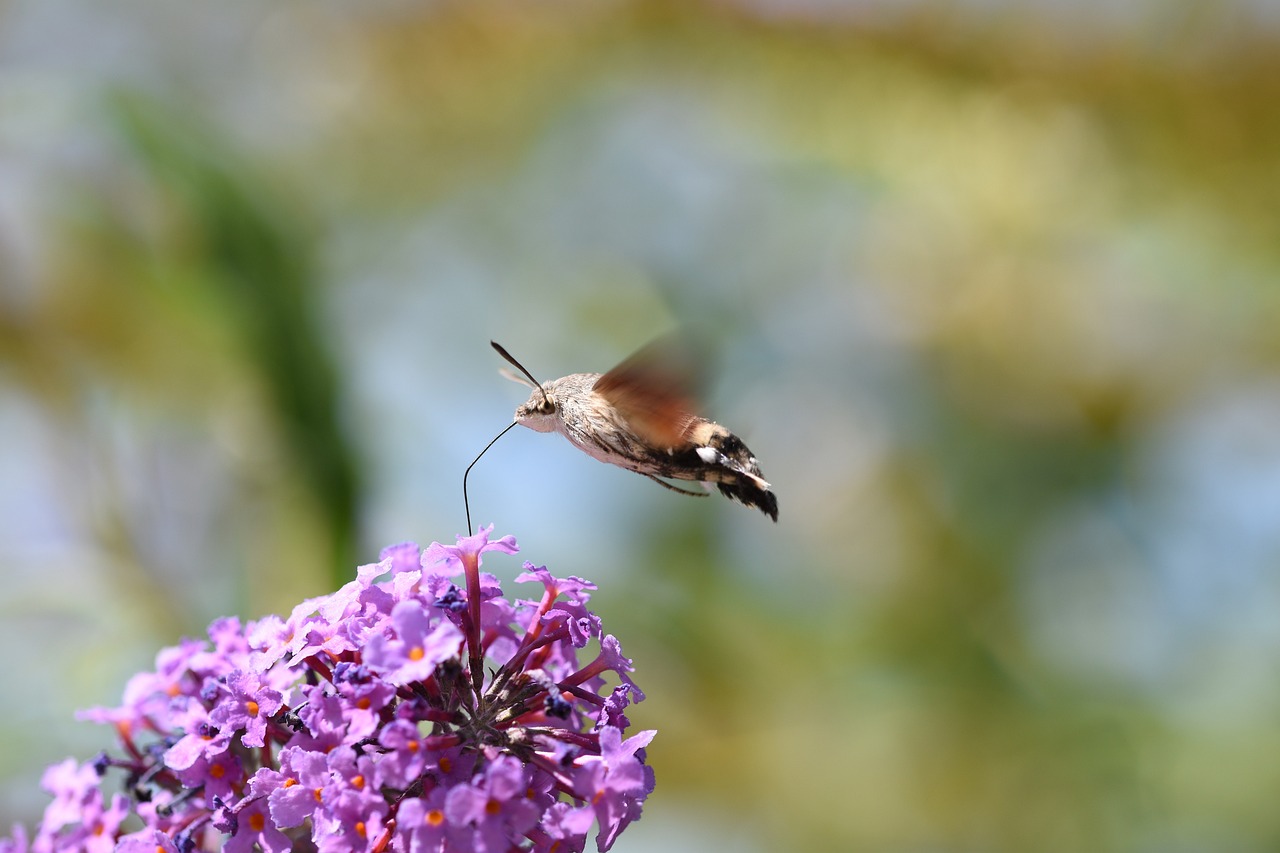 a hummingbird flying over a purple flower, a picture, hurufiyya, very sharp and detailed photo, 2 0 2 2 photo, moth, family photo
