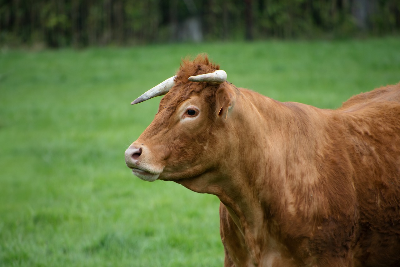 a small bull with horns that is standing in the grass