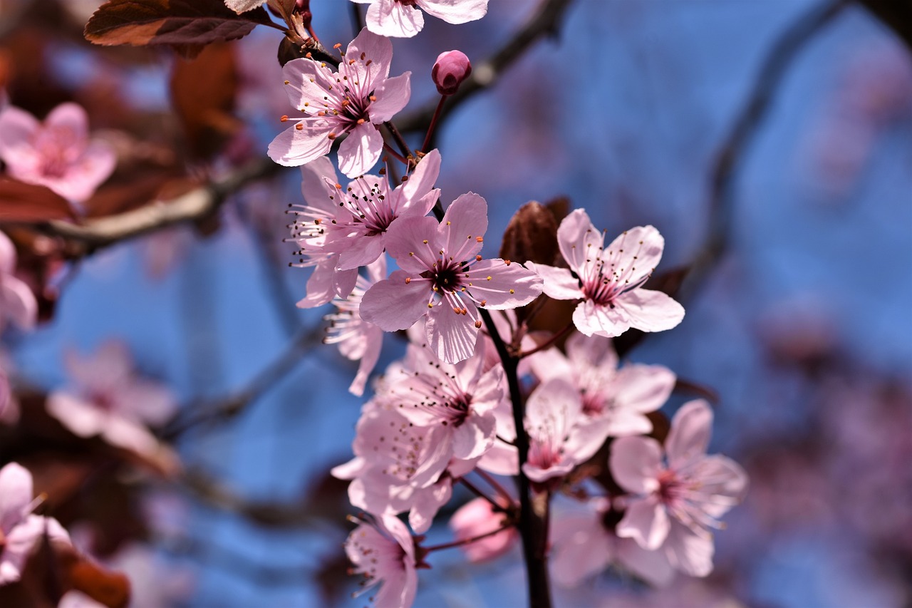 a close up of some pink flowers on a tree, by Tom Carapic, cherry blosom trees, 1 6 x 1 6, amber, sakura bloomimg