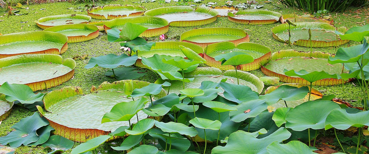 a pond filled with lots of green water plants, pixabay, random circular platforms, big leaf bra, large exotic flowers, bowl