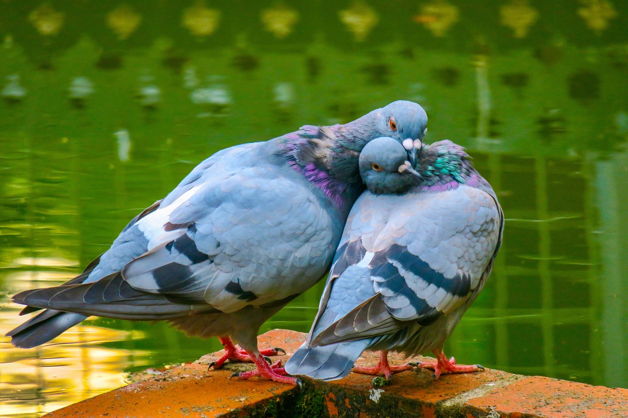 a couple of pigeons standing next to each other, a picture, by Jan Rustem, shutterstock, beautiful iphone wallpaper, hugging, splash of color, 3 4 5 3 1