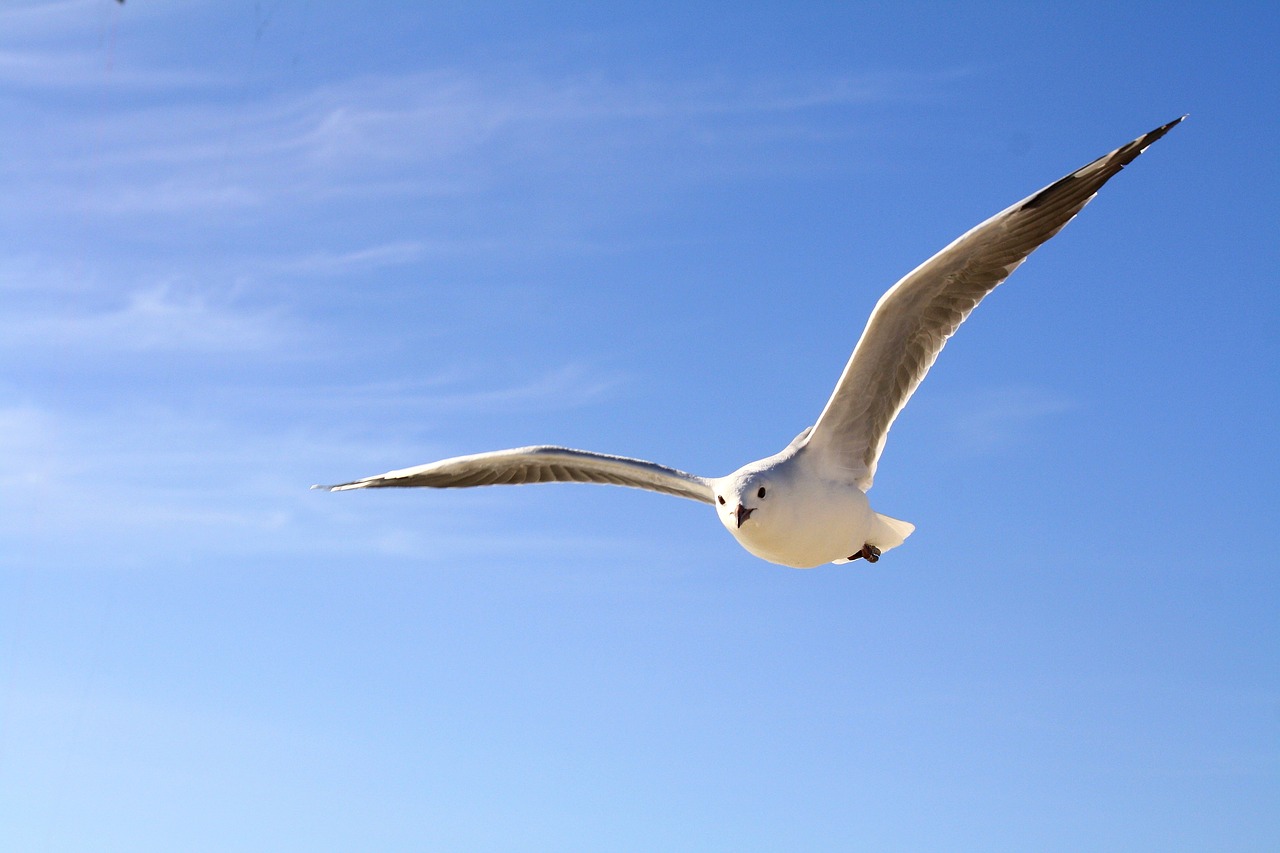 a white bird flying through a blue sky, a picture, by David Budd, pexels, ride the wind and waves, worm\'s eye view, albuquerque, long arm