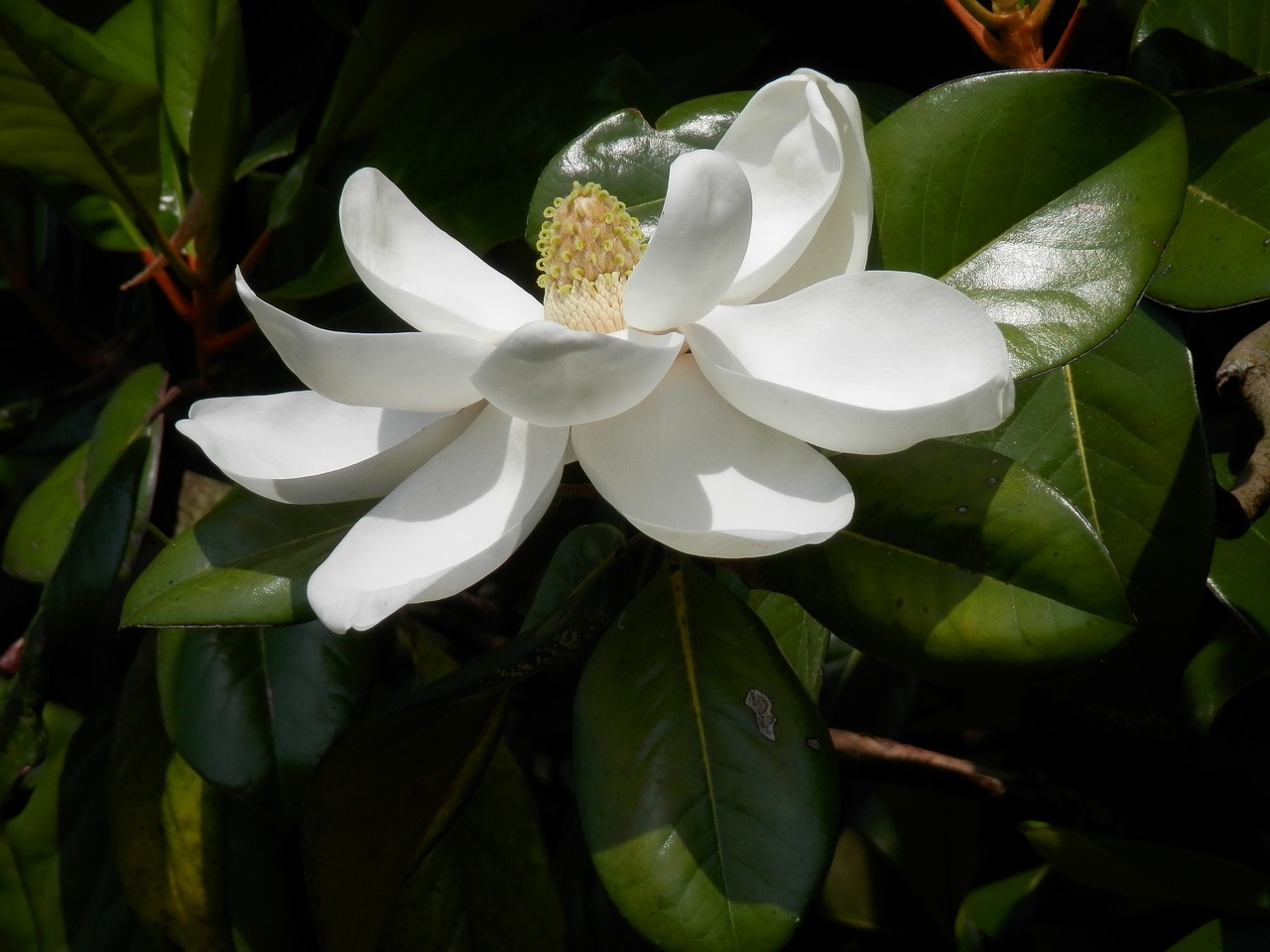 a close up of a white flower on a tree, inspired by Jane Nasmyth, hurufiyya, magnolia big leaves and stems, beautiful flower, louisiana, photo 85mm