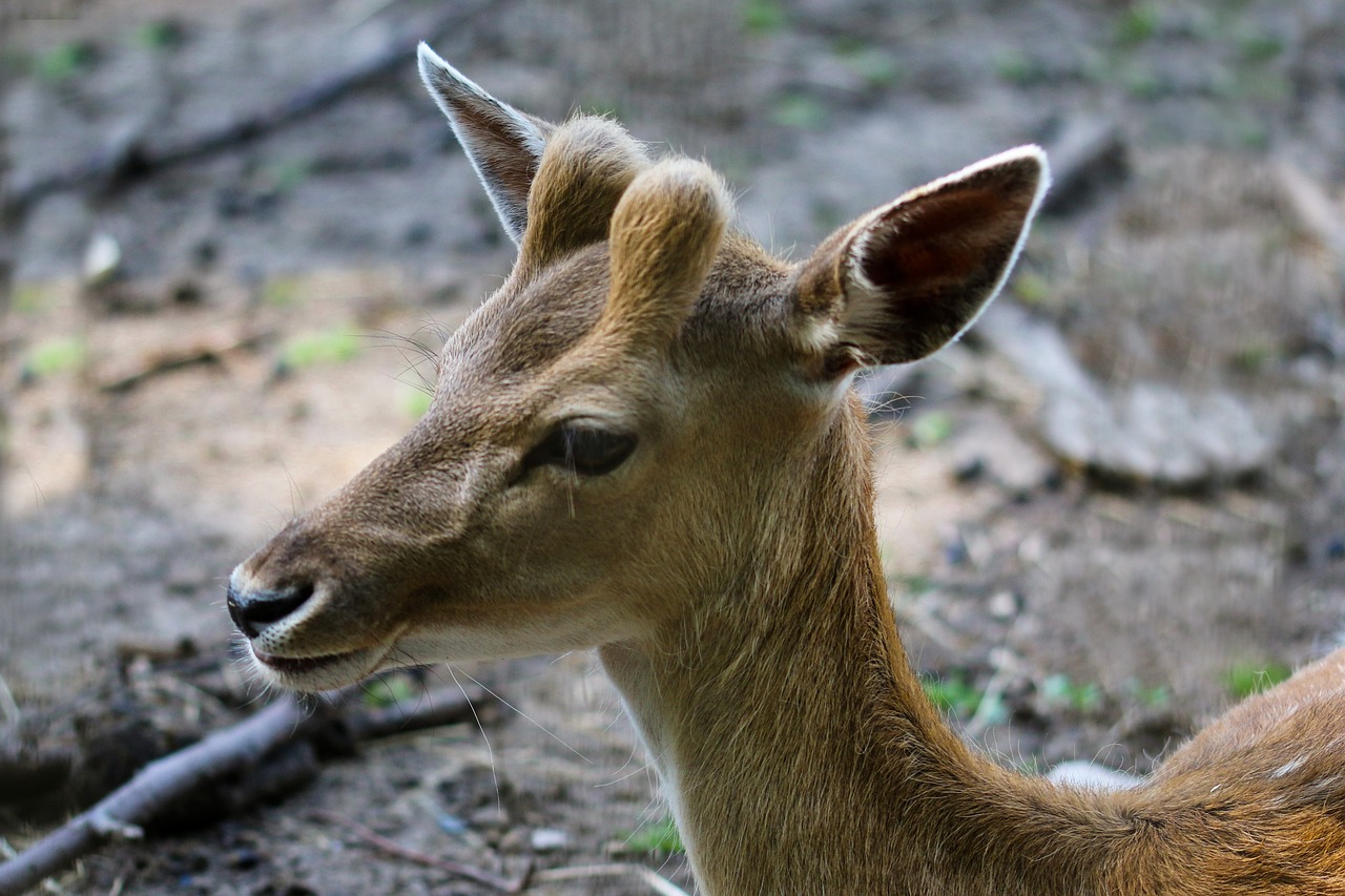 a deer that is standing in the dirt, a picture, by Anna Haifisch, flickr, mingei, close - up profile face, closeup - view, young female, deer in sherwood forest