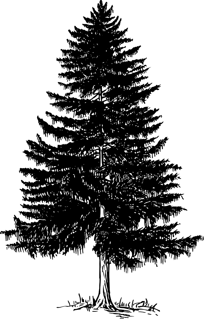 a black and white drawing of a pine tree, a woodcut, pixabay, a 15 foot tall, svg vector art, cel shaded vector art, .eps