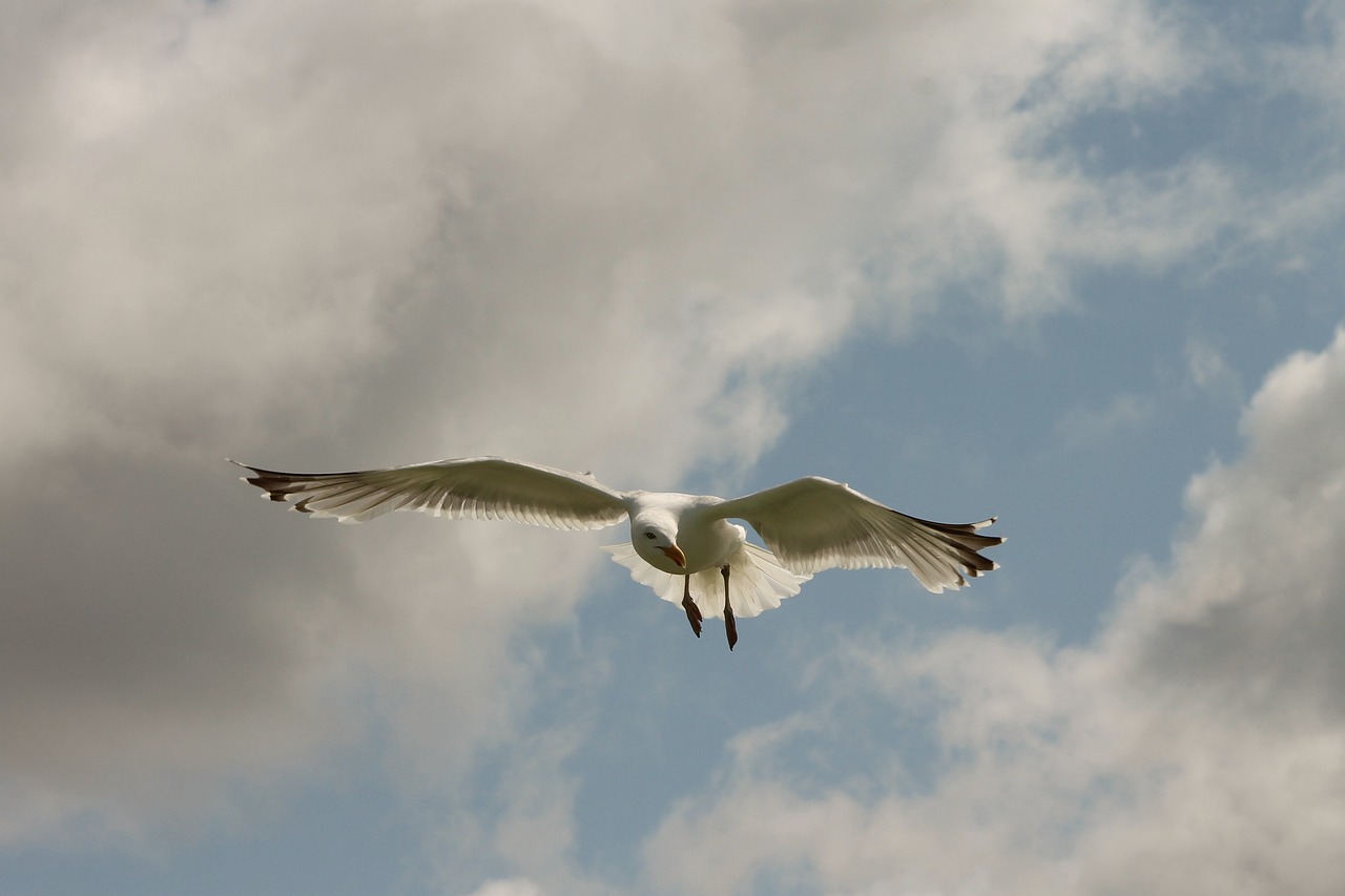 a white bird flying through a cloudy blue sky, a photo, by David Budd, worms eye view, taken with a pentax1000, seagull, hurricane