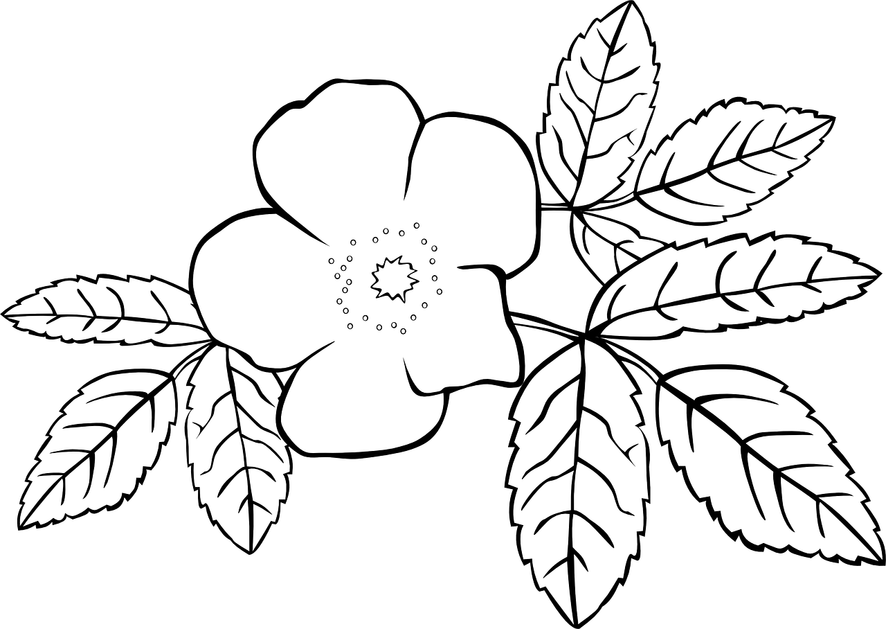 a white flower with leaves on a black background, a woodcut, pixabay, rose-brambles, white color scheme, (flowers), edwardian