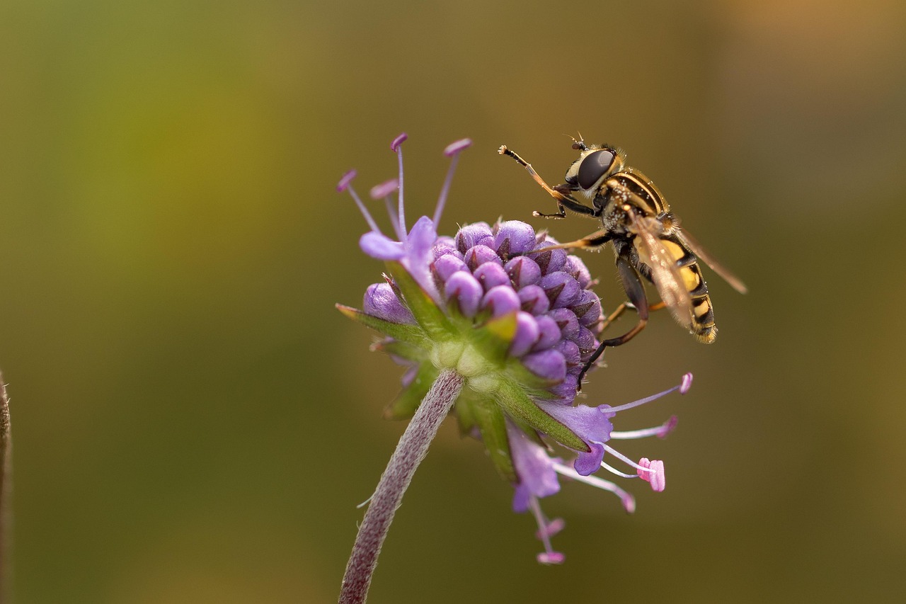a bee sitting on top of a purple flower, by Robert Brackman, intricate wasp, focus on the foreground, lone female, picking up a flower