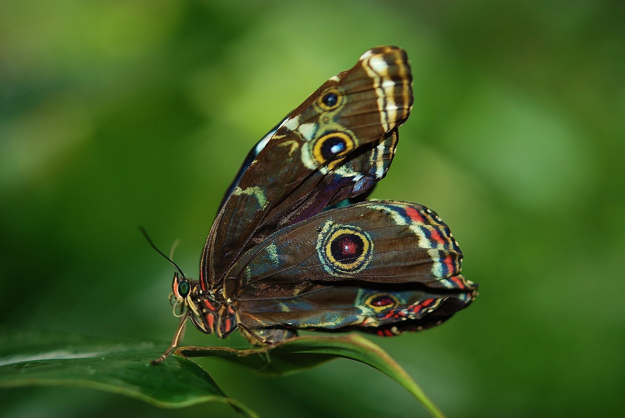 a close up of a butterfly on a leaf, a macro photograph, by Dietmar Damerau, shutterstock, hurufiyya, oil slick, full body close-up shot, 🦩🪐🐞👩🏻🦳, male and female