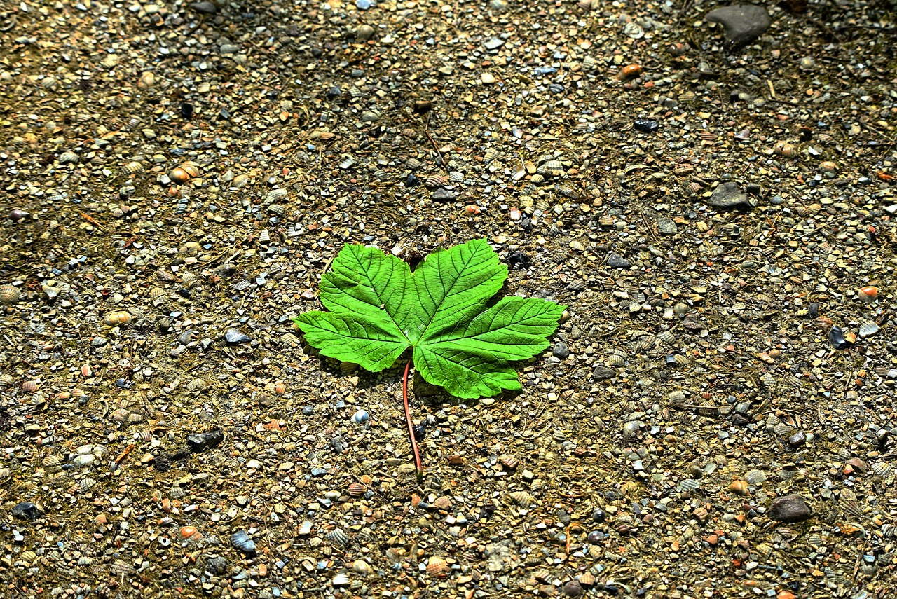 a leaf that is laying on the ground, a photo, on a dark rock background, high res photo, 'if all can begin again, green alleys