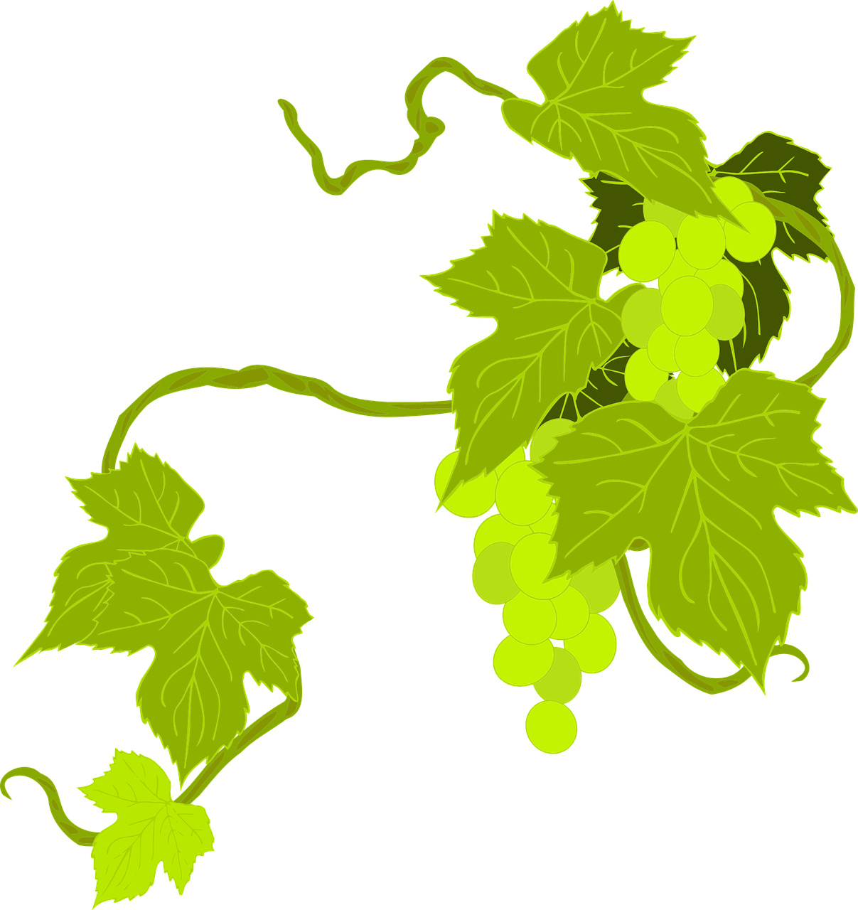 a vine with green leaves on a black background, a digital rendering, inspired by Masamitsu Ōta, sōsaku hanga, grapes, beginner art, fluorescent, painted pale yellow and green