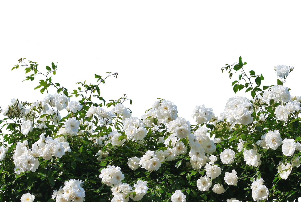 a bush of white flowers against a black background, a picture, romanticism, rose garden, background image, stereogram, rose-brambles