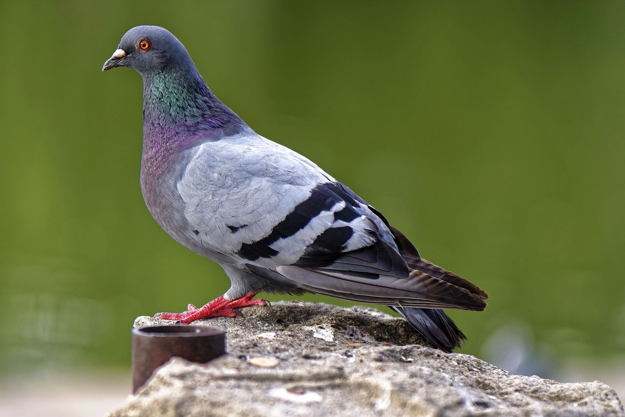 a pigeon sitting on top of a rock, a portrait, by Jan Rustem, shutterstock, highly ornamental, on the sidewalk, very sharp photo