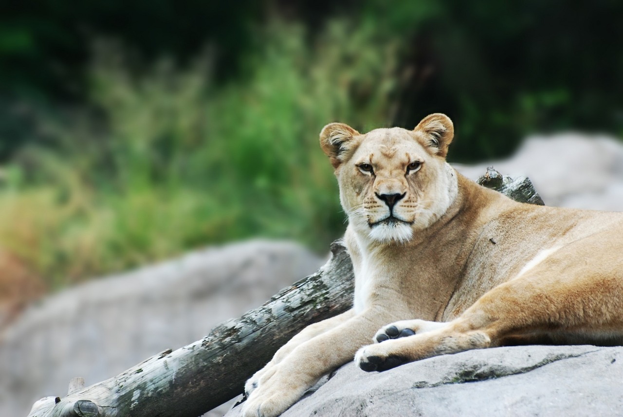 a close up of a lion laying on a rock, a portrait, trending on pixabay, realism, female looking, wide shot photo, 1080p, wallpaper - 1 0 2 4