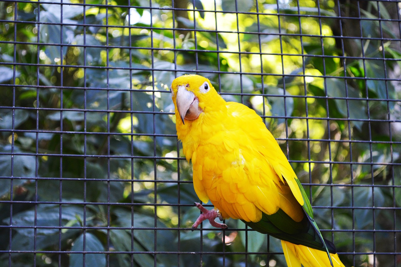 a yellow bird sitting on top of a cage, a portrait, fotografia