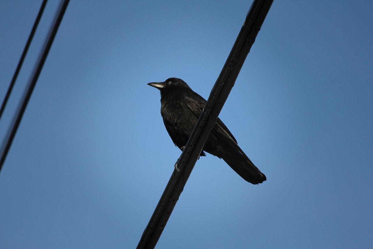 a black bird sitting on top of a power line, a portrait, high res photo, mid shot photo, high detail photo, on a street