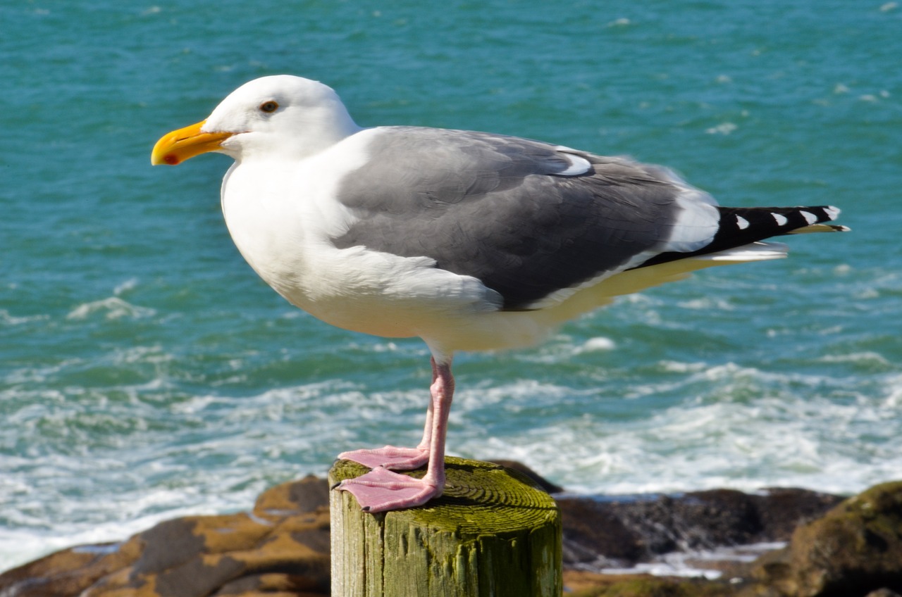 a seagull standing on top of a wooden post, a portrait, by Robert Brackman, shutterstock, wellington, stock photo