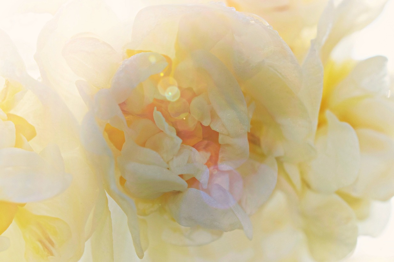 a close up of some flowers in a vase, digital art, by Robert Peak, romanticism, yellow translucent lace, peony flower, ethereal bubbles, dynamic closeup