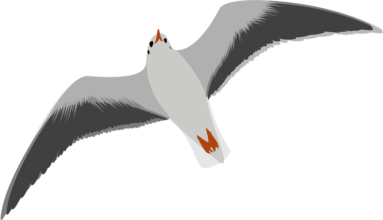 a bird that is flying in the air, an illustration of, pixabay, white muzzle and underside, with red glowing eyes, view from bottom, tourist photo