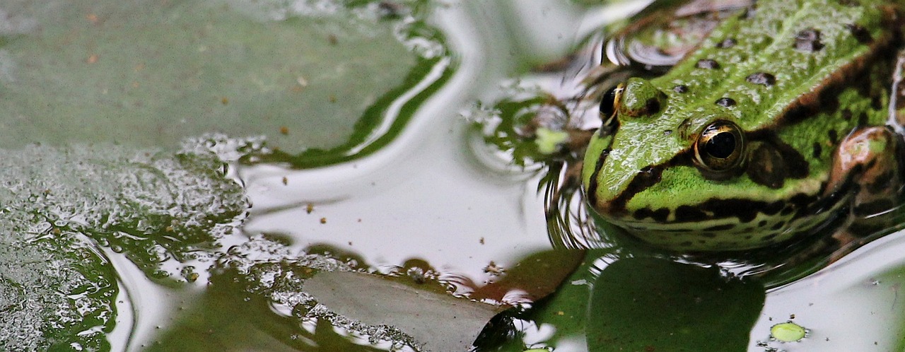a frog that is sitting in some water, by David Simpson, pixabay, banner, swirly ripples, wet leaves, taken with a canon eos 5 d