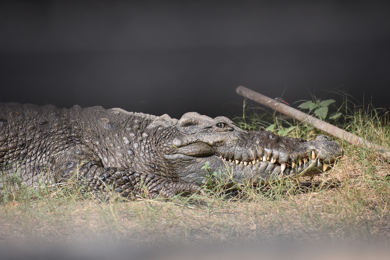 a large alligator laying on top of a grass covered field, a picture, hurufiyya, on a dark background, 3 4 5 3 1, smiling, 4k high res