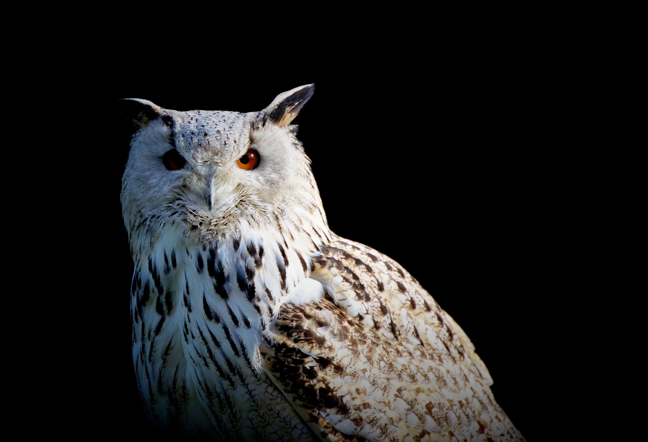 a close up of an owl on a black background, a portrait, hurufiyya, crane, outdoor photo, closeup photo