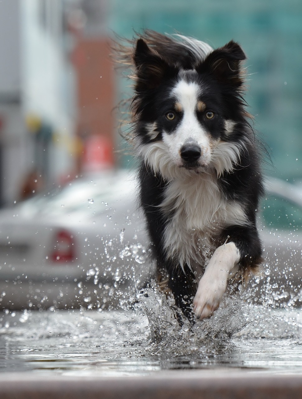 a black and white dog running through a puddle of water, shutterstock, in the city, afp, border collie, high res