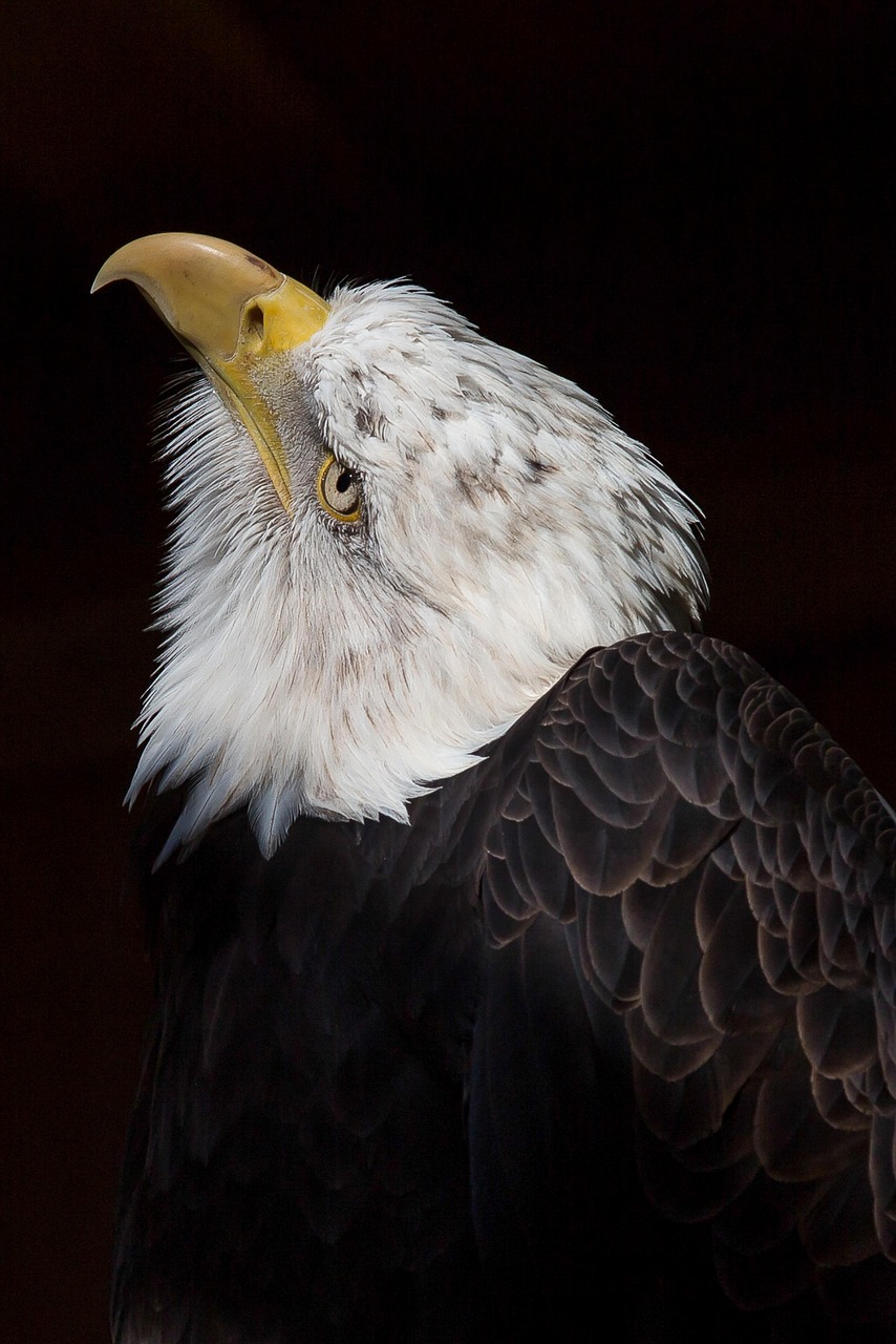 a close up of a bald eagle with a black background, by Andrew Domachowski, a wooden, tail raised, with a white muzzle, with an eagle emblem