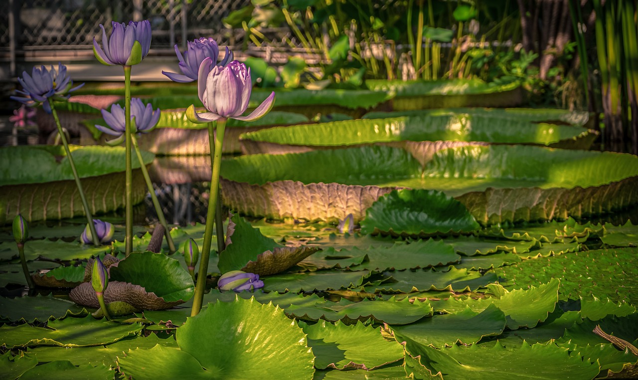 a group of purple flowers sitting on top of a lush green field, a portrait, by Don Reichert, lotus flowers on the water, color ( sony a 7 r iv, garden pond scene, big leaves and large dragonflies