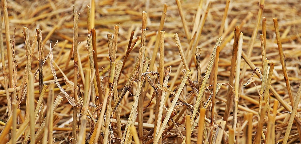 a close up of a bunch of dry grass, by David Simpson, pixabay, shaven stubble, cane, in rows, vanilla