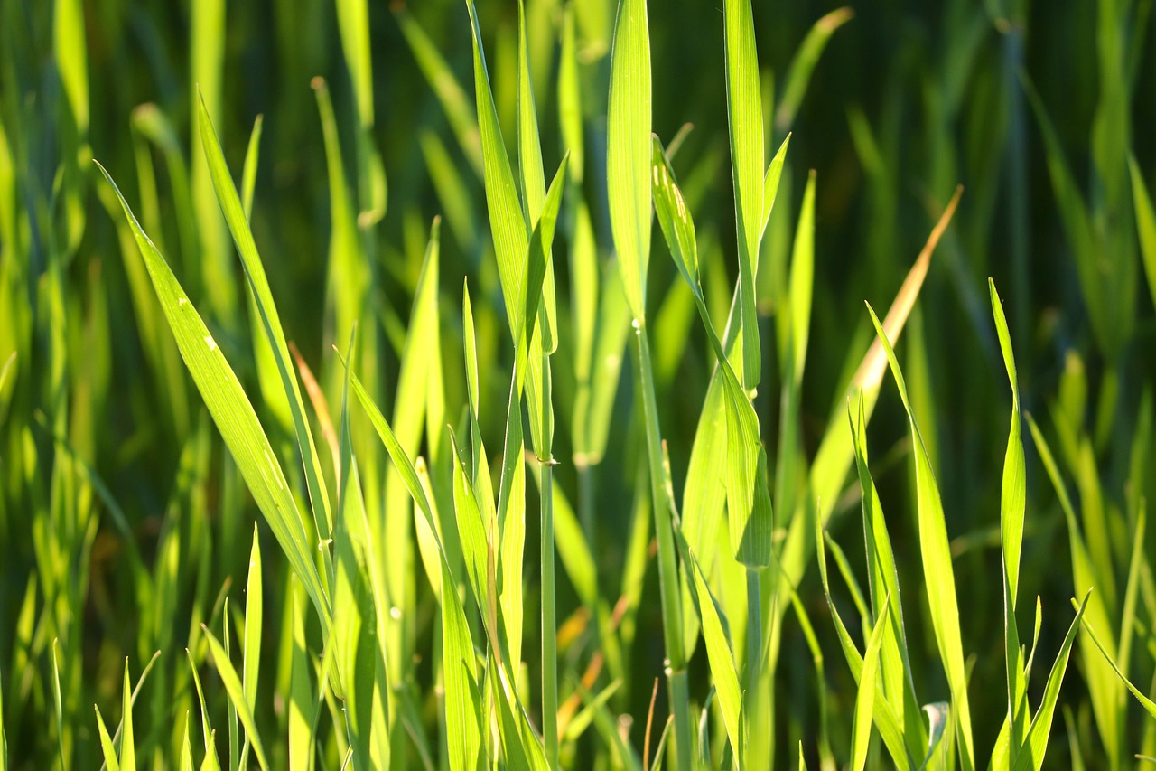 a close up of a bunch of green grass, a picture, by Richard Carline, sharp sunray lighting, green: 0.5, late afternoon lighting, lawns